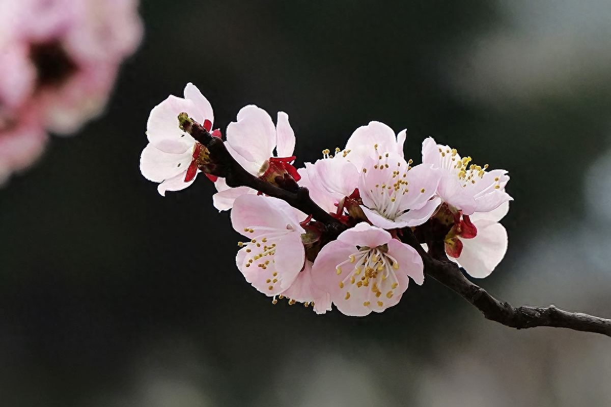 杏花经典古诗有哪些（5首杏花古诗）