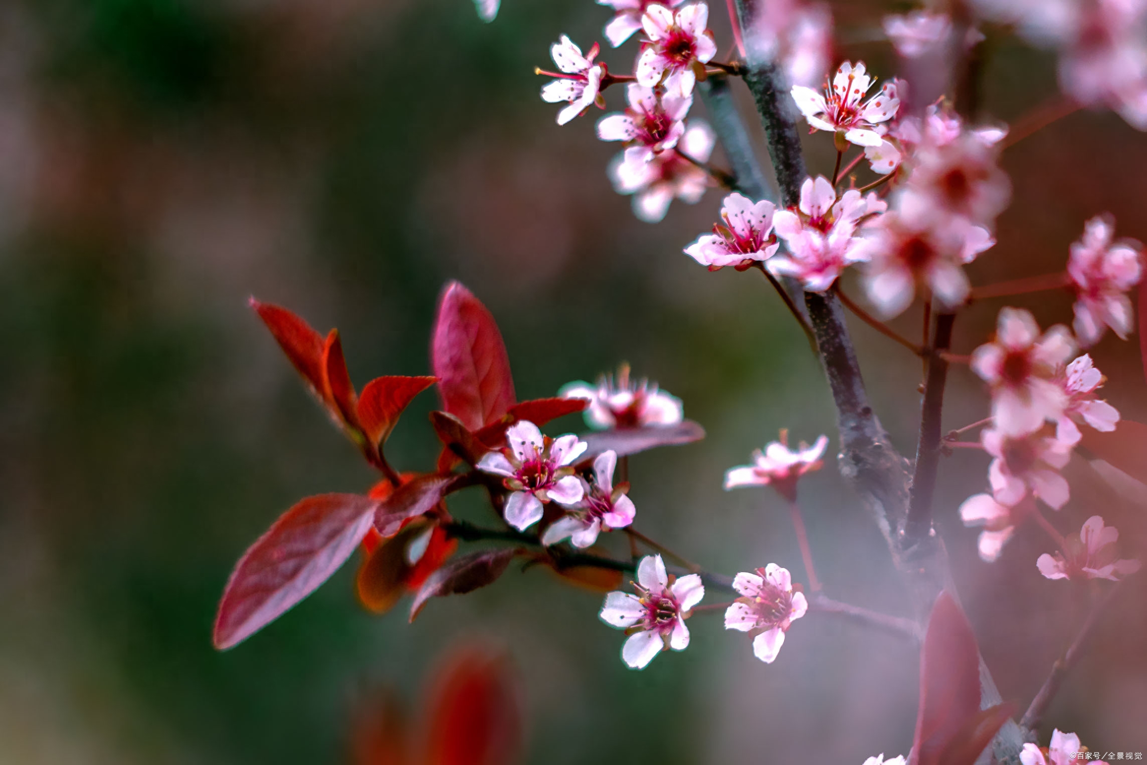 杏花经典古诗有哪些（5首杏花古诗）