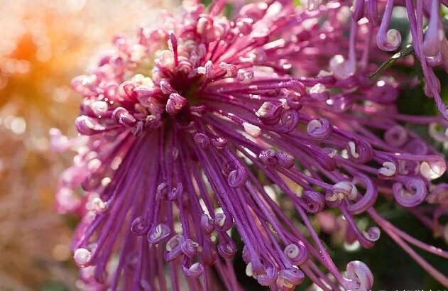 菊花经典古诗词（赞美菊花经典古七绝诗）