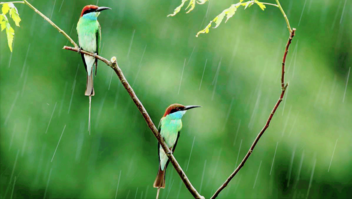 关于春雨的10首小诗（看春雨缠绵，品人生清欢）