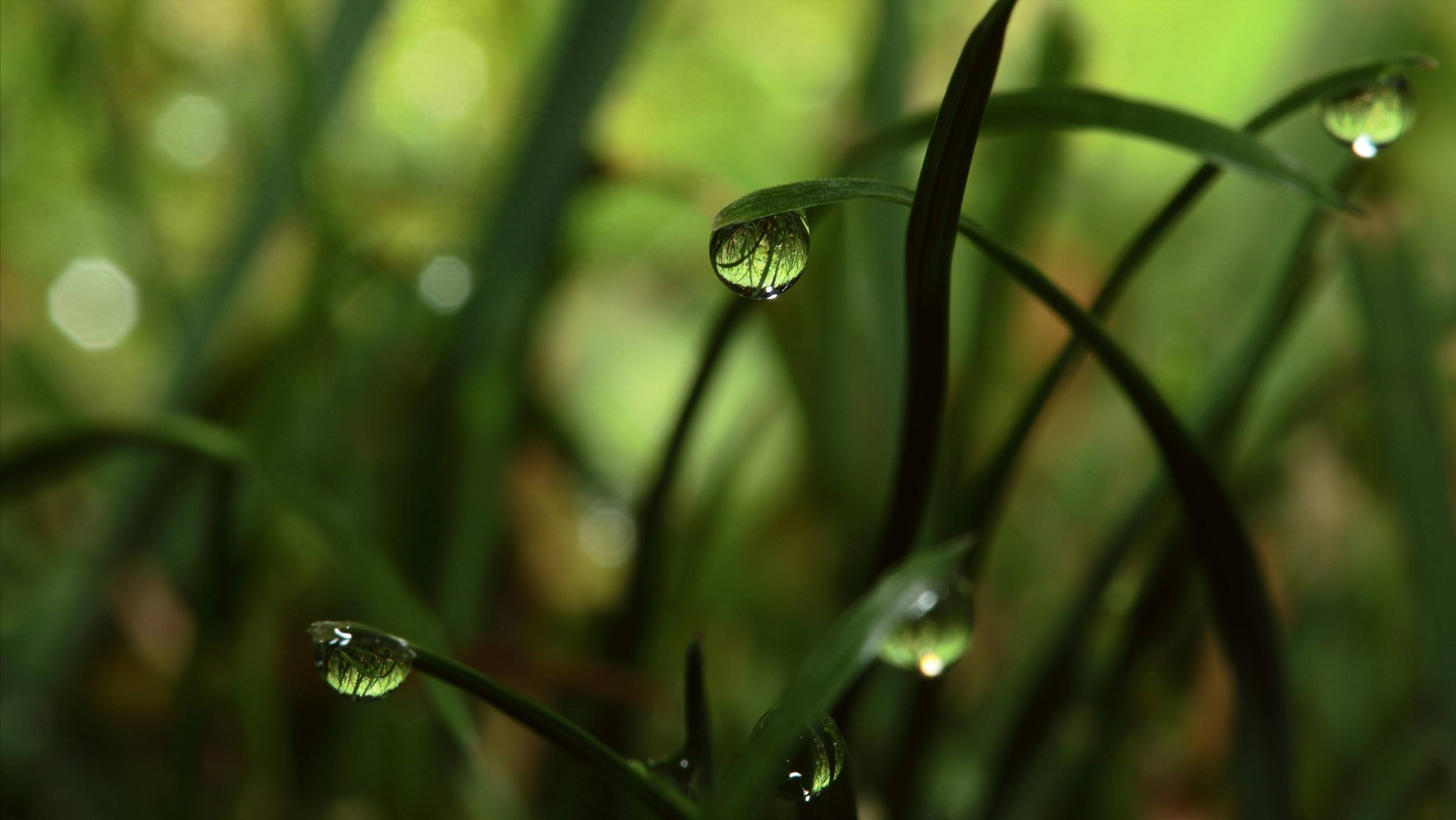 嫩绿柔香远更浓，春来无处不茸茸（分享15首春草的古诗词）