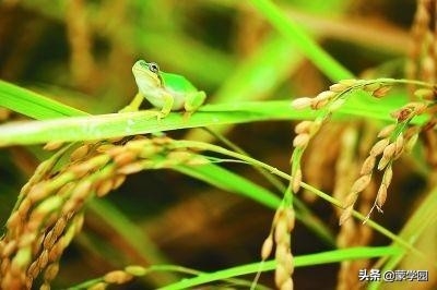 夏天经典诗词句（30首古诗词拥抱夏天）