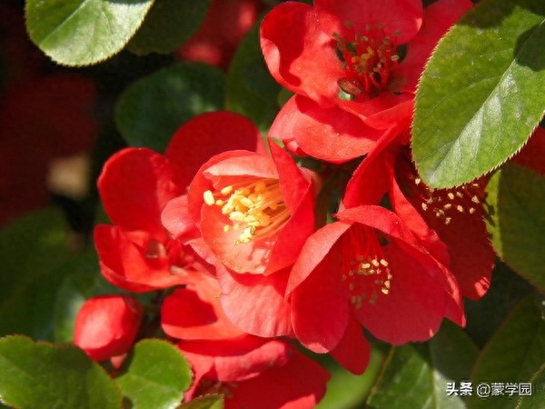 海棠花唯美诗词大全（优美海棠花诗词23首）