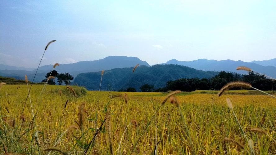 那些美丽的风景小学作文（《难忘的风景》）