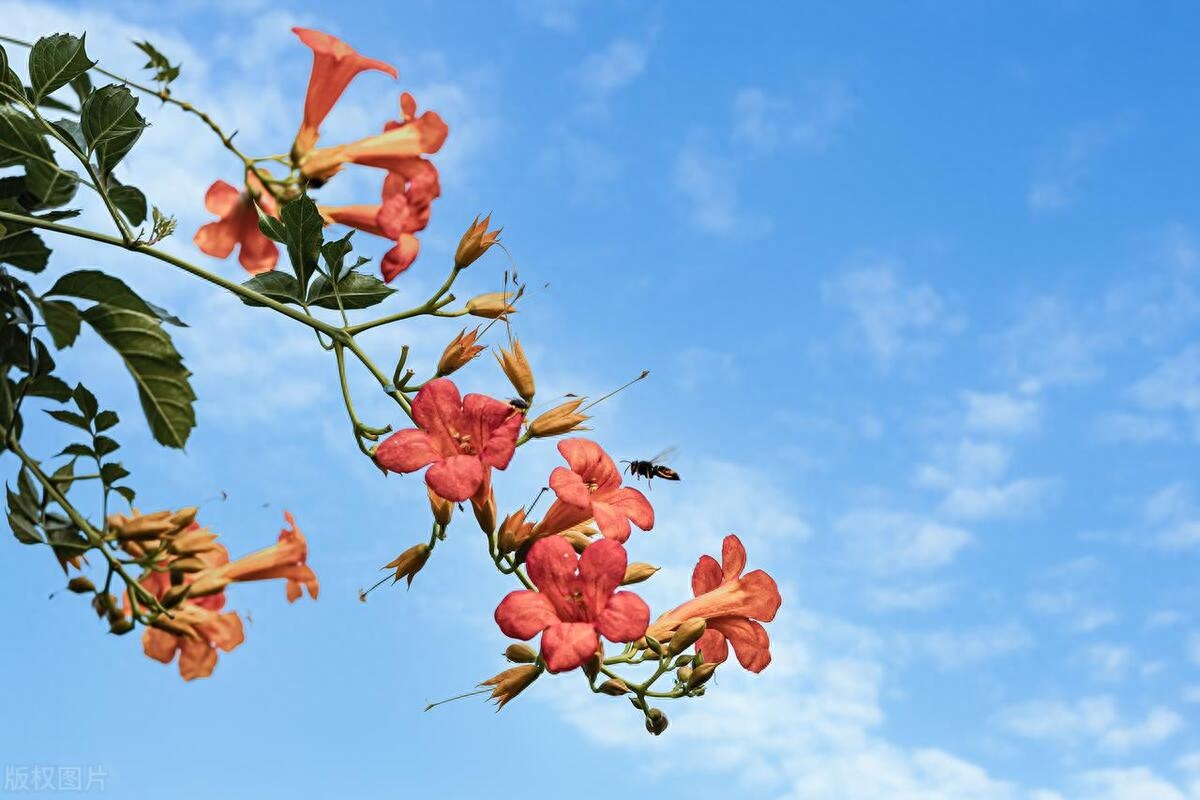 赞美凌霄花的诗词名句（八首诗词中的凌霄花）