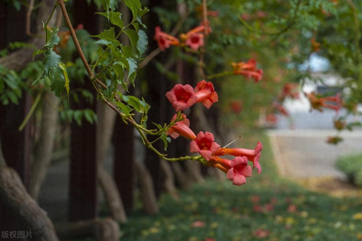 赞美凌霄花的诗词名句（八首诗词中的凌霄花）