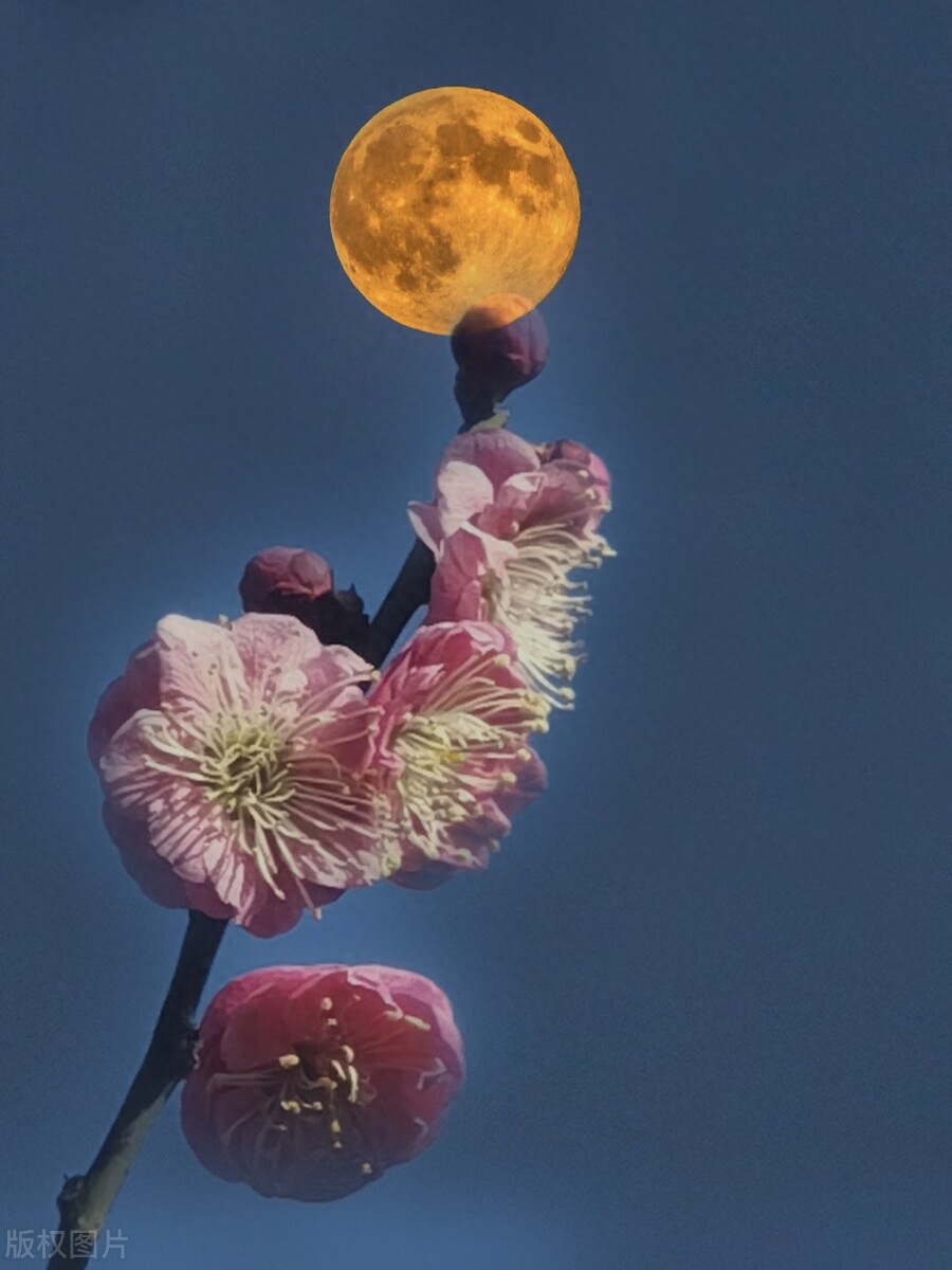 鲜花诗词名句有哪些（十首鲜花诗词）