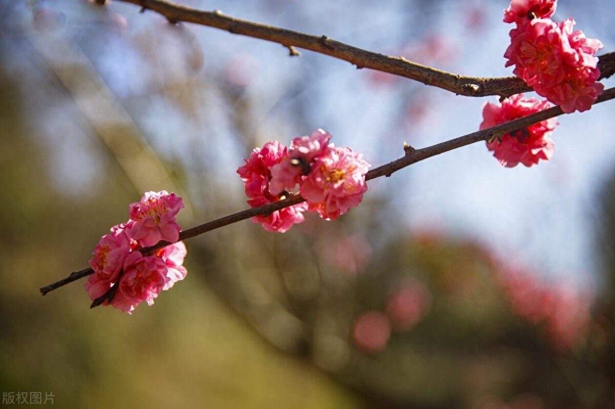 鲜花诗词名句有哪些（十首鲜花诗词）