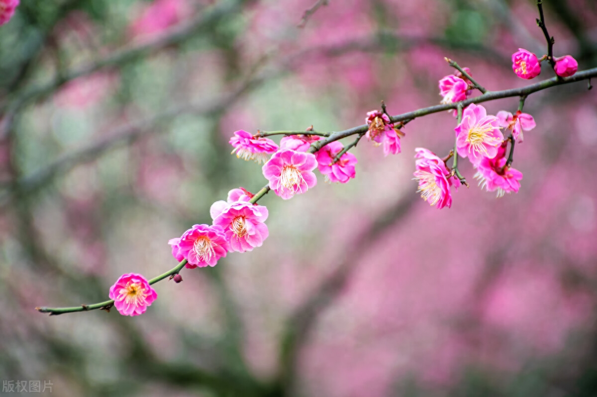 鲜花诗词名句有哪些（十首鲜花诗词）