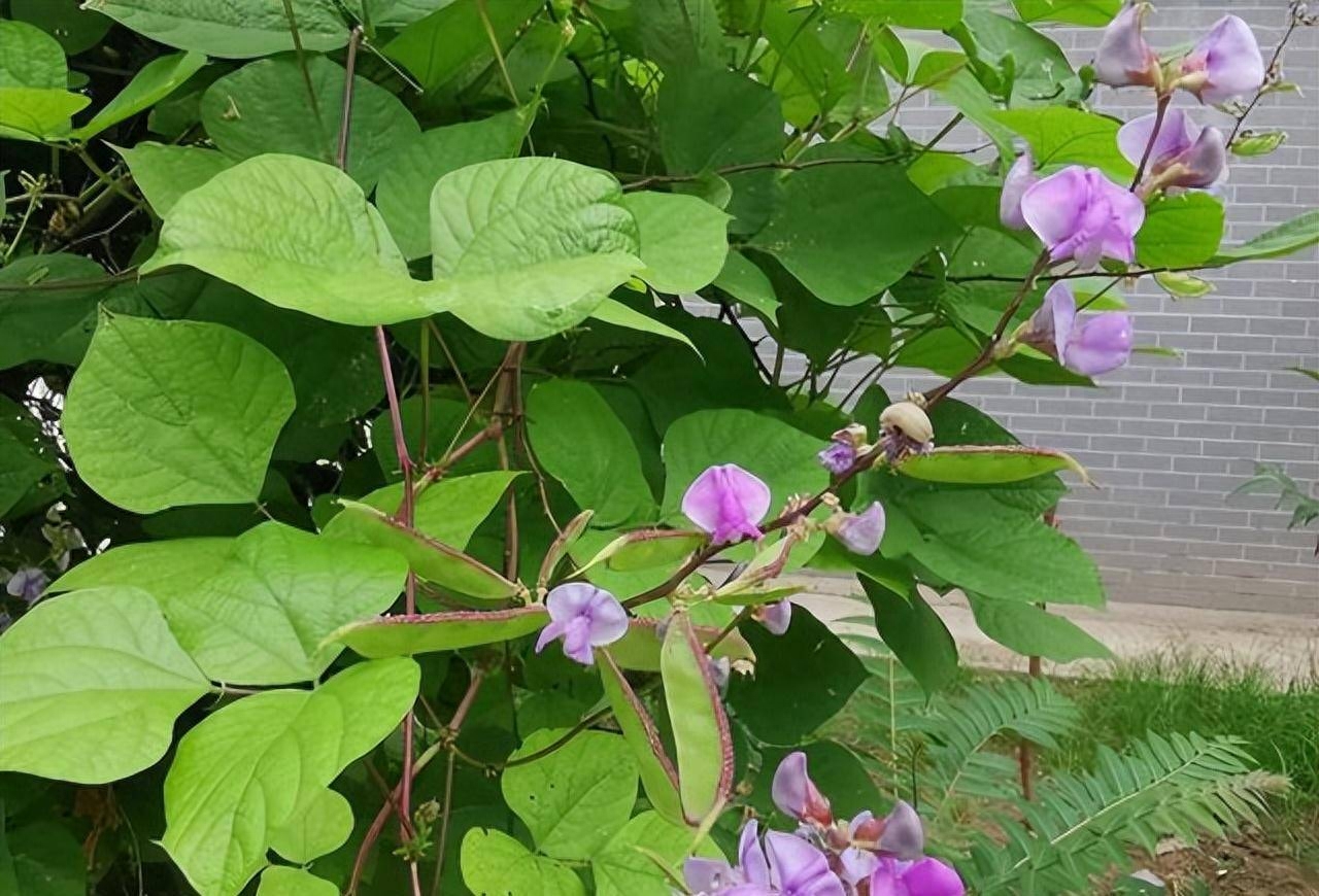 豆花诗词名句有哪些（十二首豆花诗词）