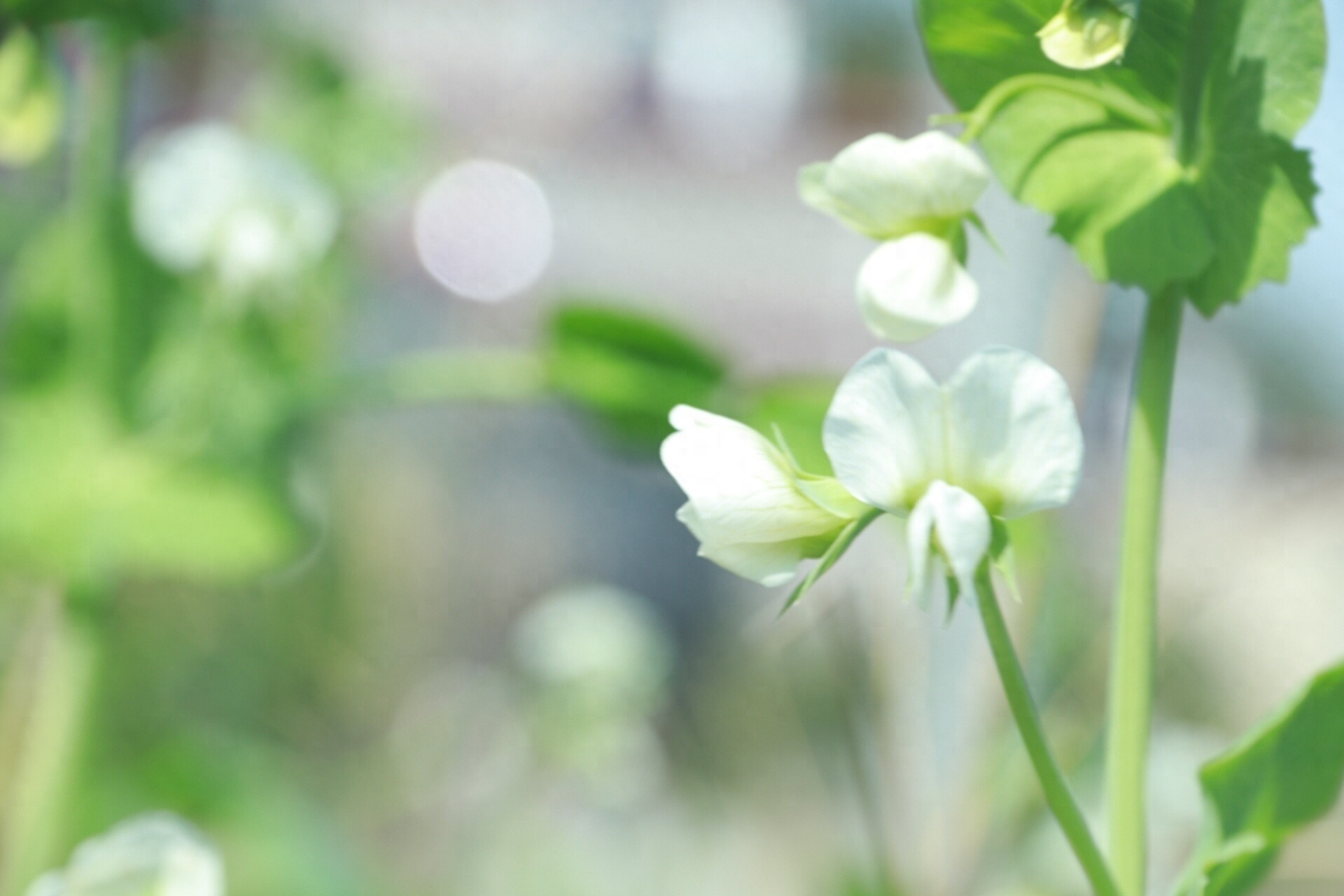 豆花诗词名句有哪些（十二首豆花诗词）