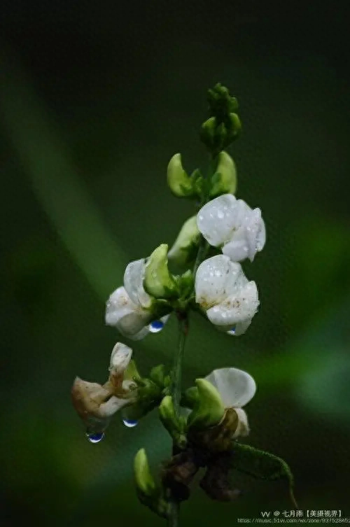 豆花诗词名句有哪些（十二首豆花诗词）