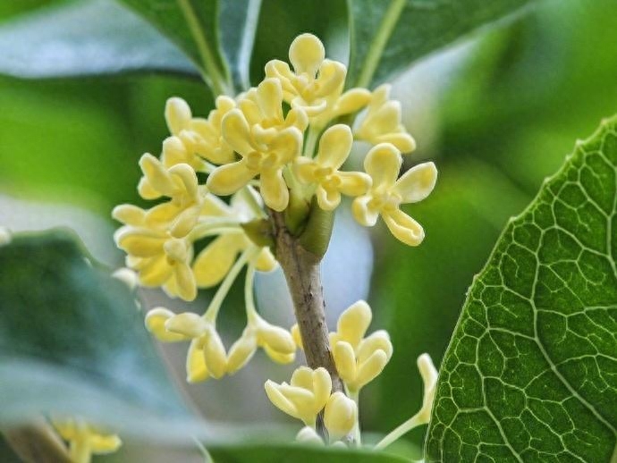 桂花经典诗词有哪些（6首唯美桂花诗词）