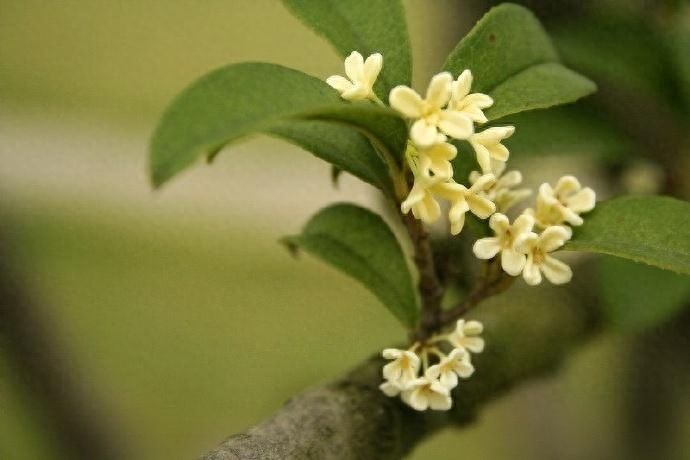 桂花经典诗词有哪些（6首唯美桂花诗词）