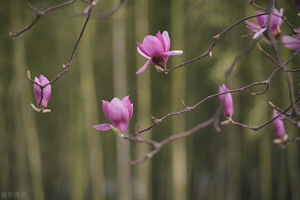 望春花唯美古诗大全（十首诗词中的望春花）