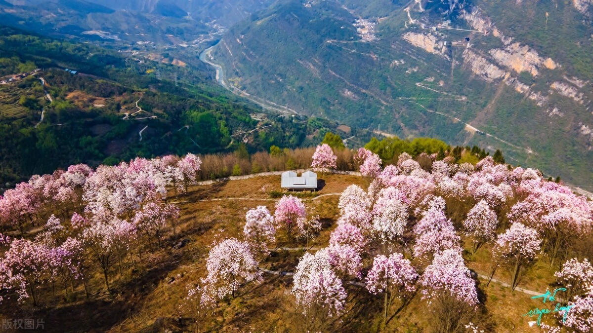 望春花唯美古诗大全（十首诗词中的望春花）