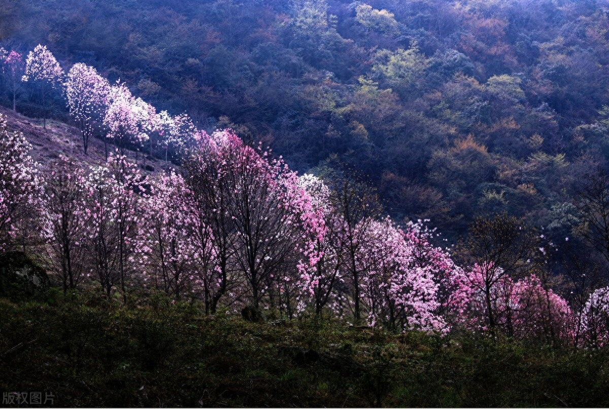 望春花唯美古诗大全（十首诗词中的望春花）