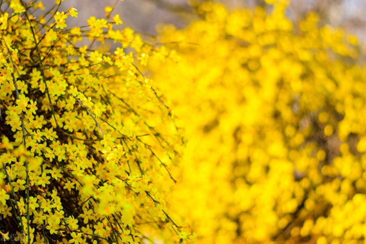 迎春花唯美古诗大全（十首诗词中的迎春花）