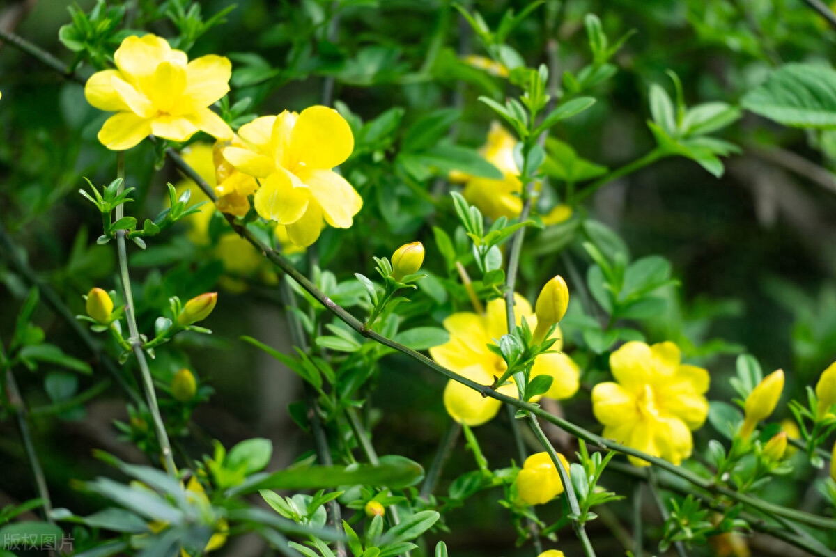 迎春花唯美古诗大全（十首诗词中的迎春花）