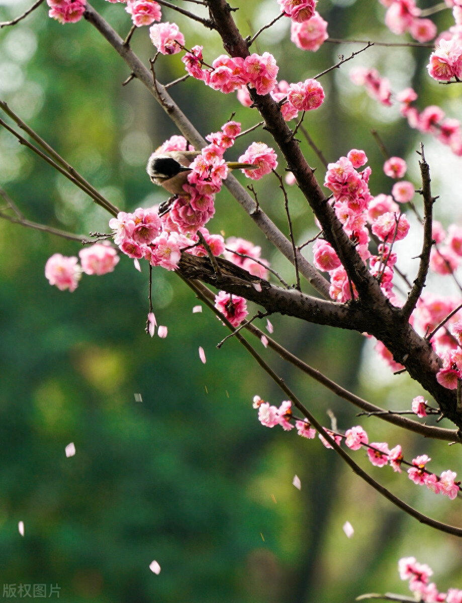 春节唯美古诗大全（十首女诗人春节诗词）