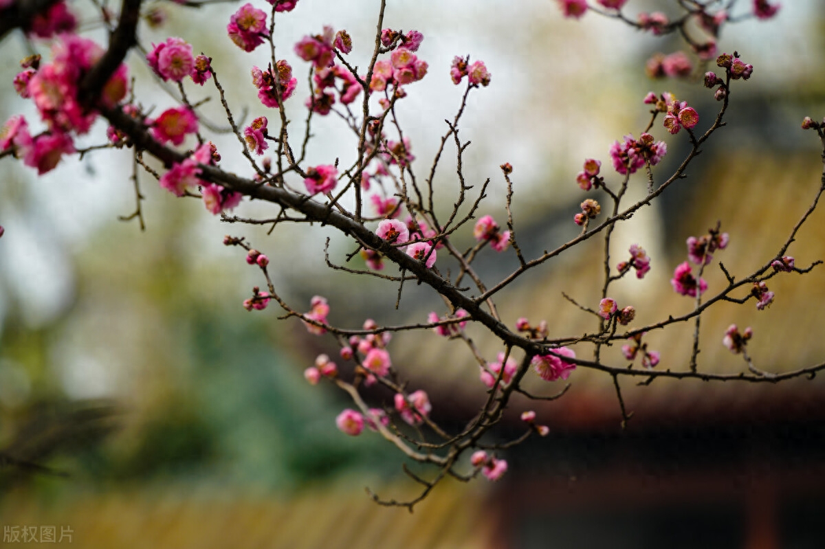 春节唯美古诗大全（十首春节诗词）