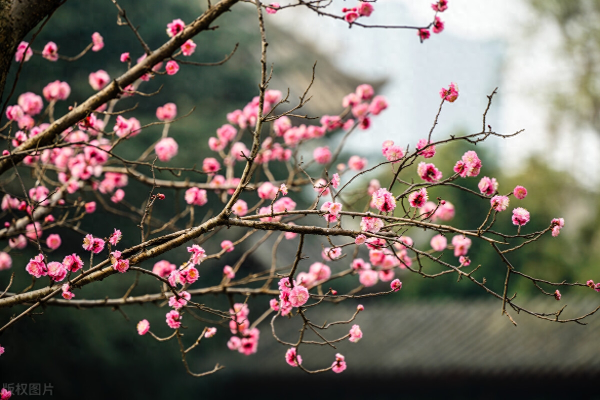 春节唯美古诗大全（十首春节诗词）