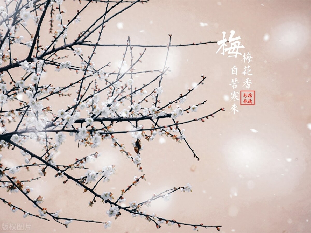 赞美雪中梅花的古诗句（雪梅月唯美古诗句）