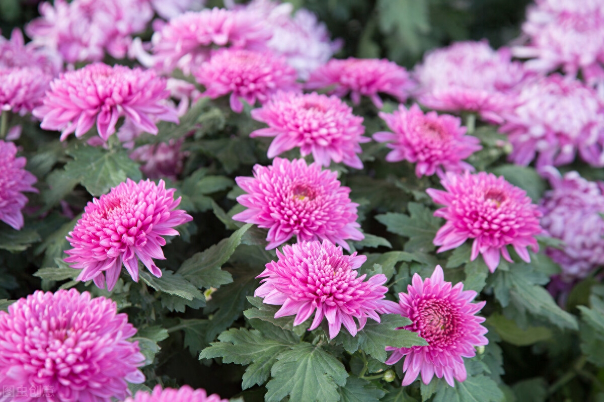 菊花唯美古诗大全（赞美菊花唯美七绝诗）