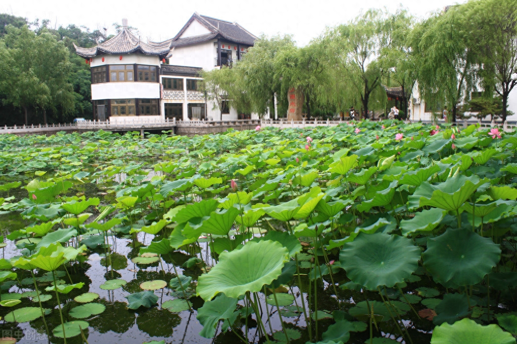 藕花唯美古诗大全（十首藕花诗词）