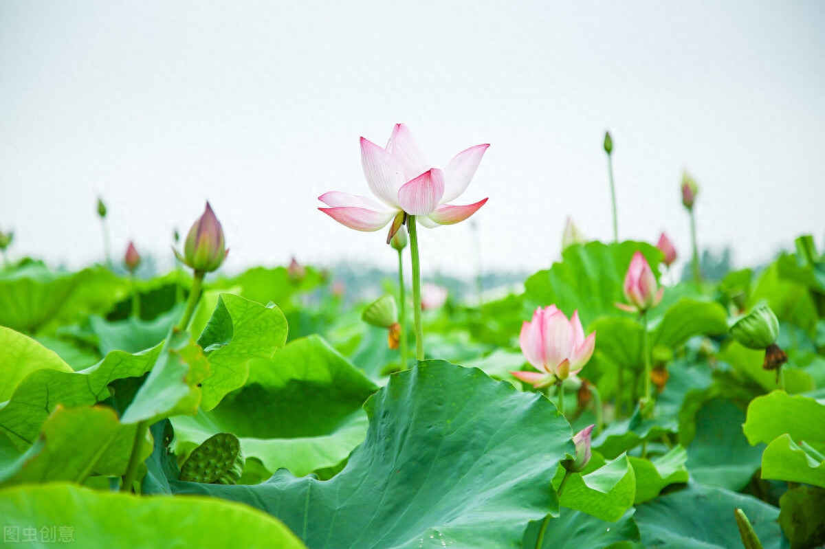 藕花唯美古诗大全（十首藕花诗词）