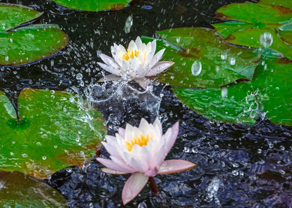 藕花唯美古诗大全（十首藕花诗词）