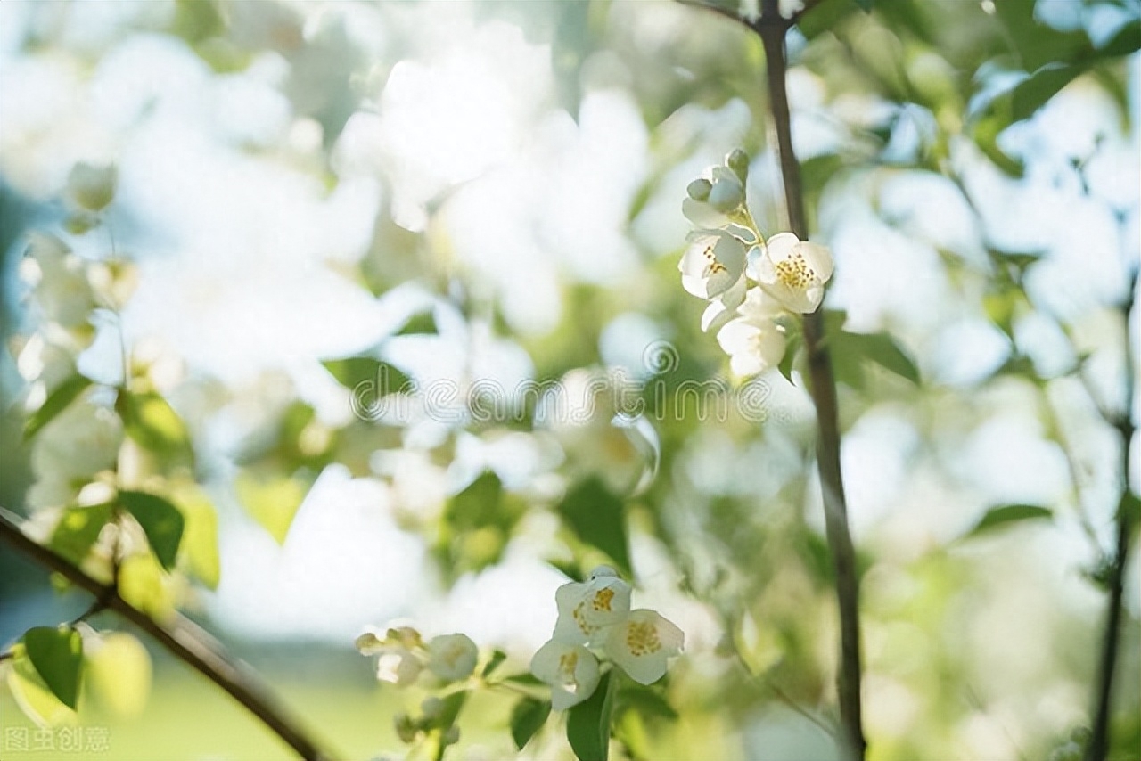 茉莉花唯美古诗大全（十二首茉莉花诗词）