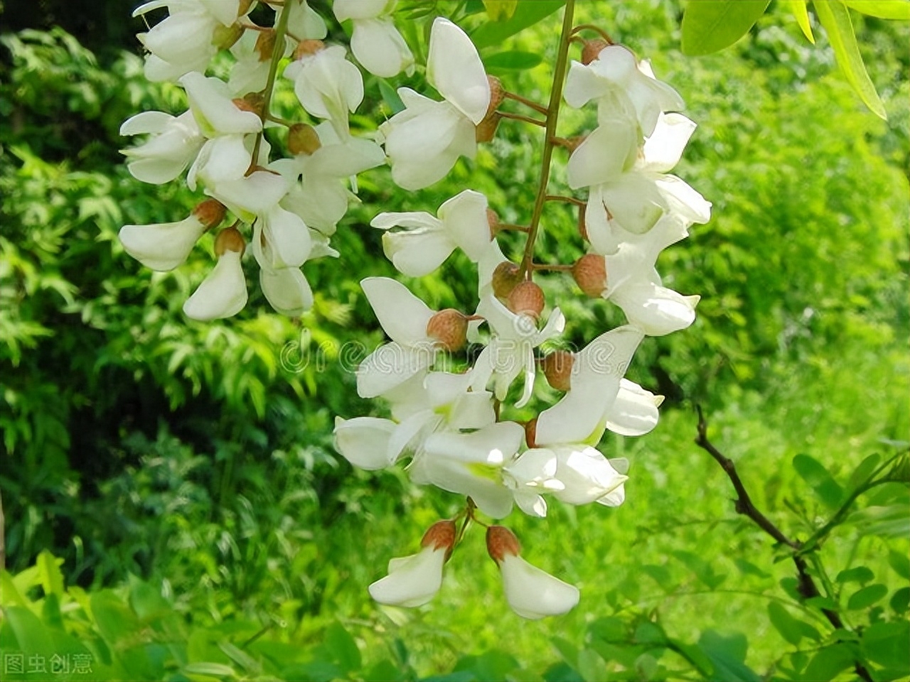 槐花诗词古句摘抄（十首唯美槐花诗词）