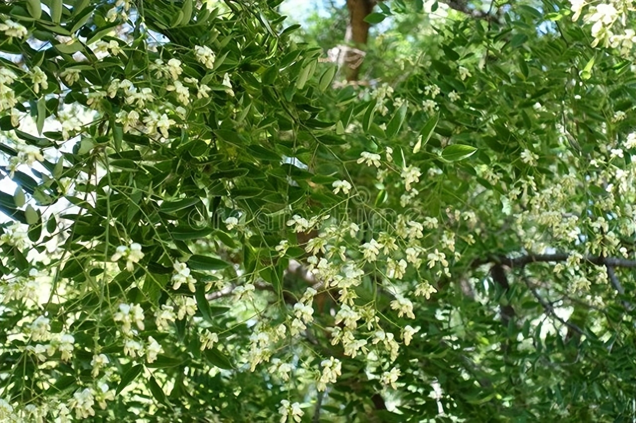 槐花诗词古句摘抄（十首唯美槐花诗词）