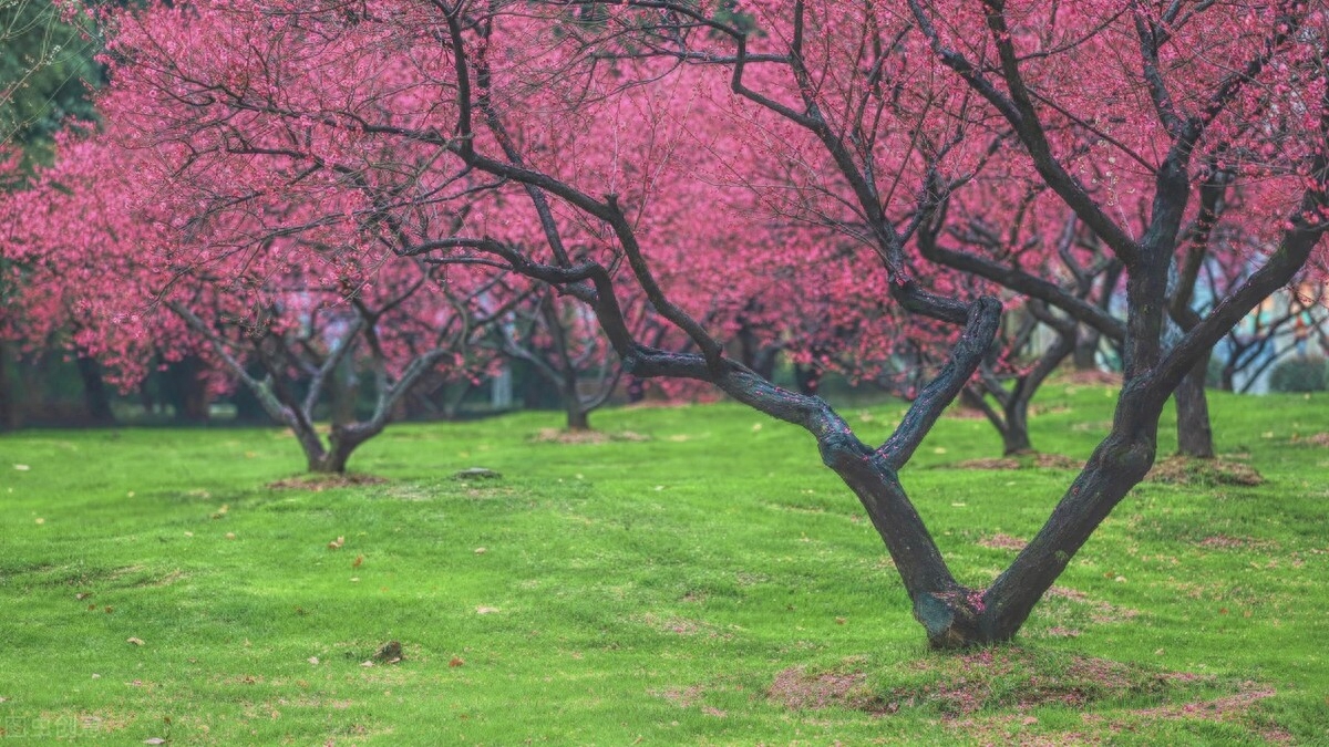 梅花诗词古句精选（梅花诗词古句大全）