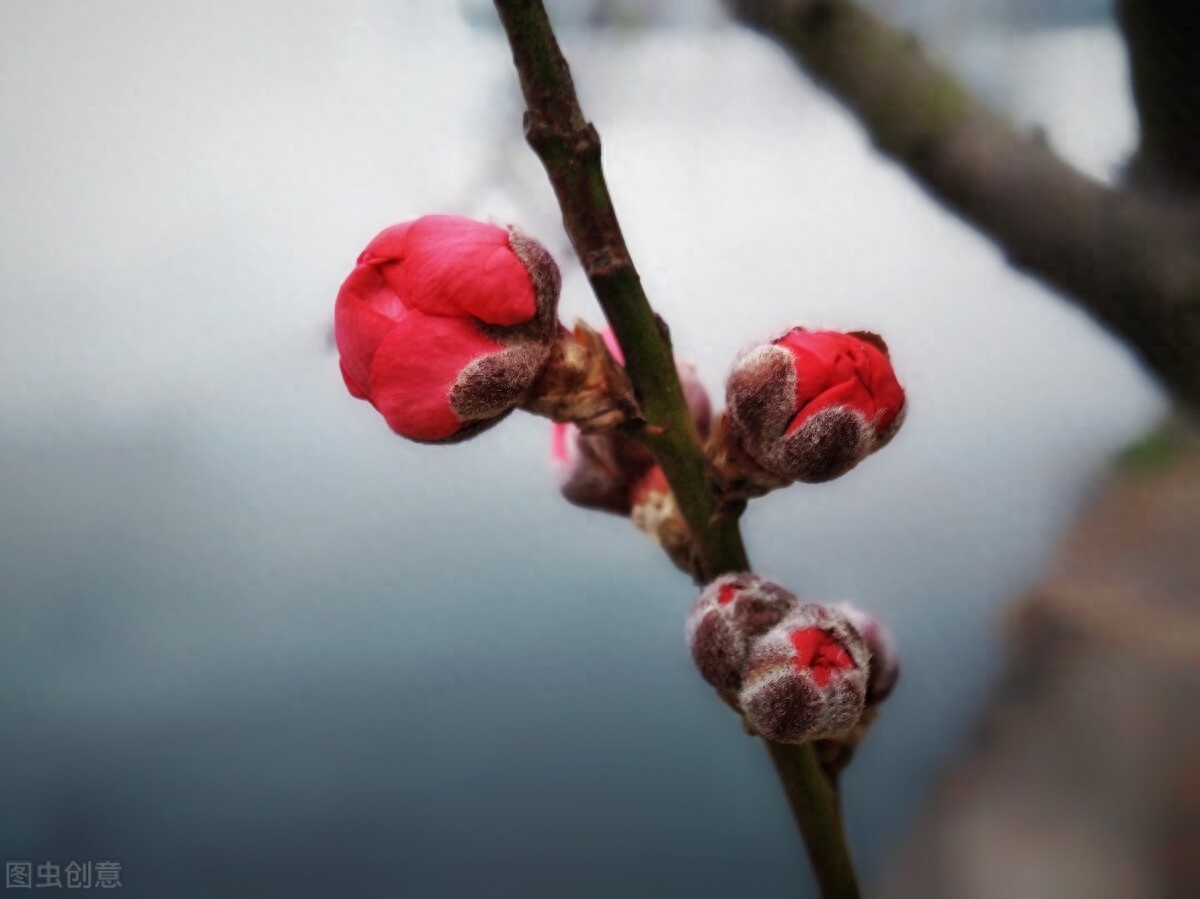 迎春诗词古句有哪些（七首新年迎春诗词）