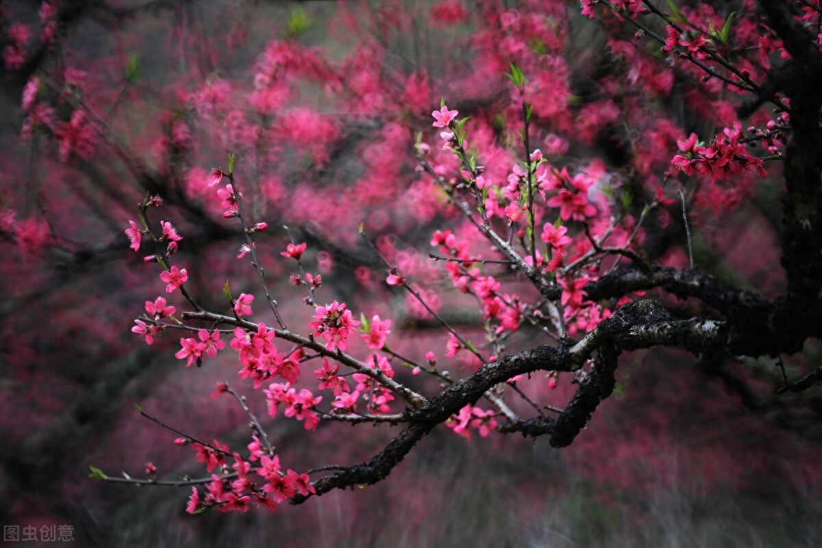 桃花源唯美诗词大全（优美桃花源诗五首）