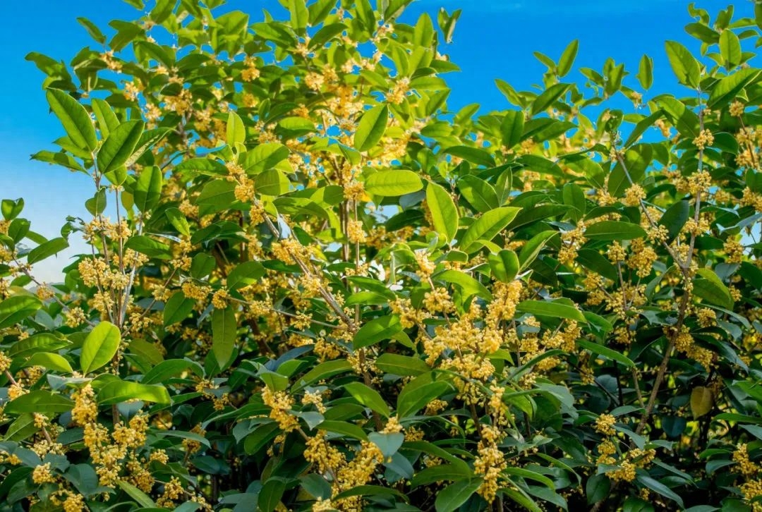 桂花唯美古诗大全（桂花唯美的10首诗词）