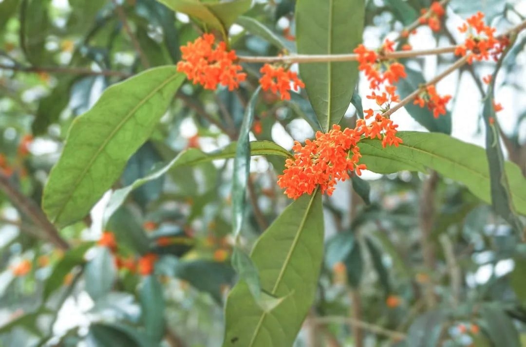 桂花唯美古诗大全（桂花唯美的10首诗词）