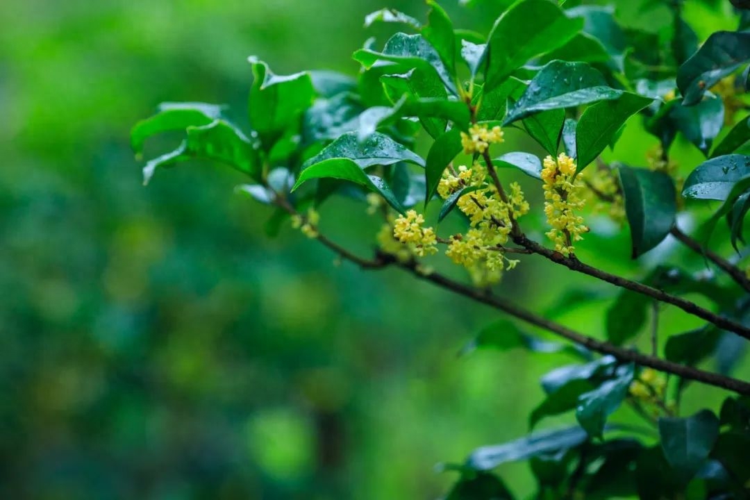 桂花唯美古诗大全（桂花唯美的10首诗词）