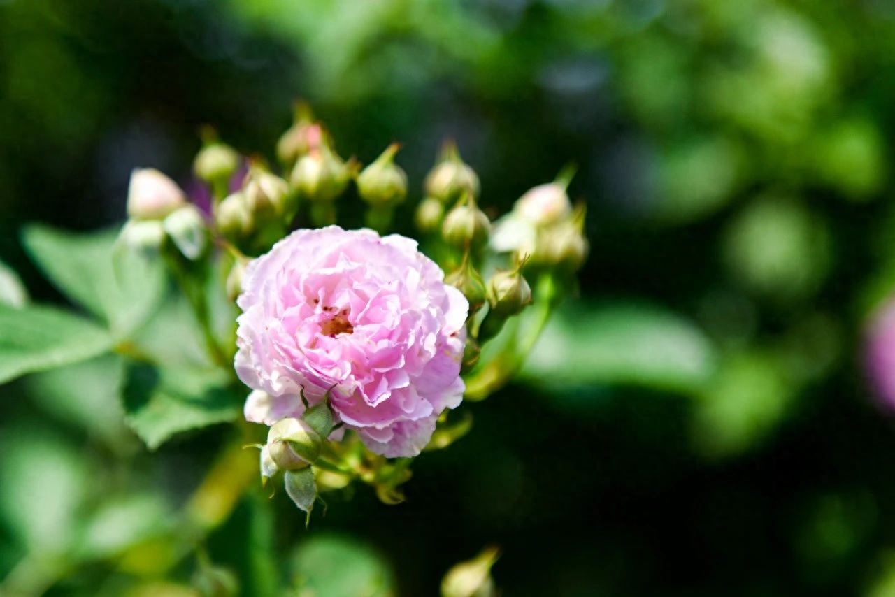 赏花唯美诗词大全（10首赏花诗词）