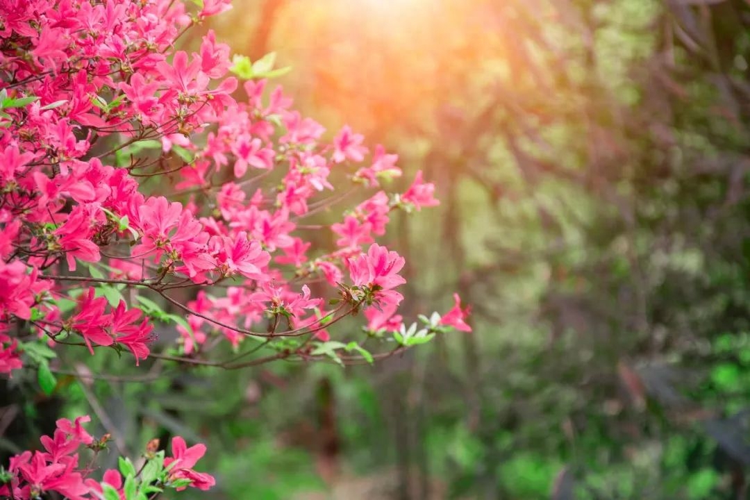 春花唯美诗词有哪些（100句春花诗词）