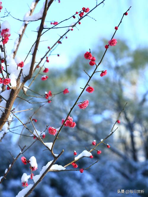 大雪情怀的诗句（雪落情深，笔尖流丹）