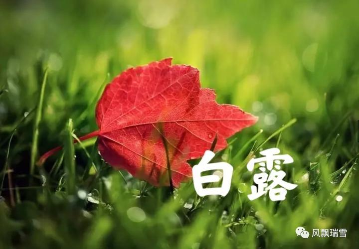 宝宝白露祝福诗句（2023年白露节气祝福语）