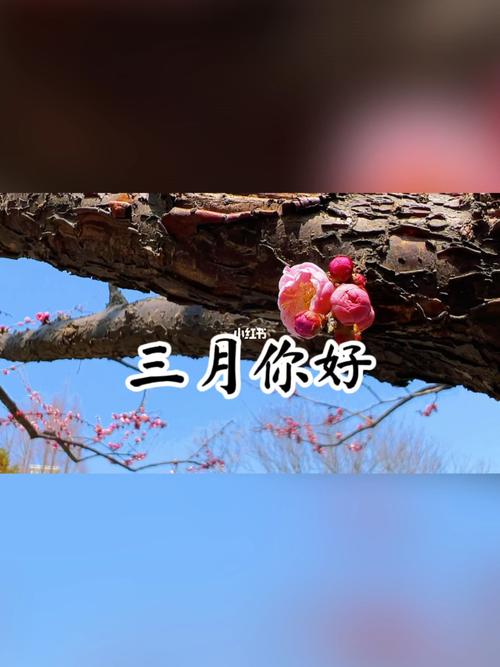 2月再见3月你好祝福语（二月离去，三月相迎）