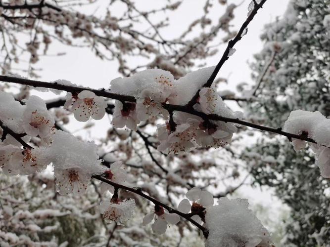 有关2023第一场雪说说短句的句子（初雪）