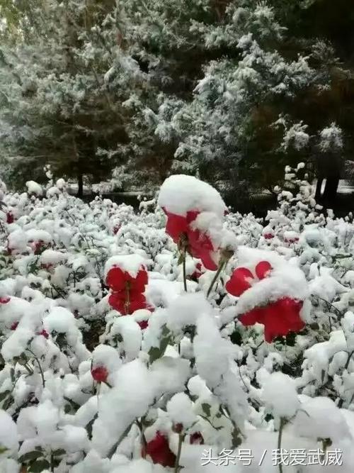 二零二零年第一场雪的说说（初雪飘落，唯美短句写进朋友圈）