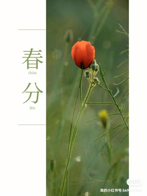 春分节气宣传（春分，花开满园；）