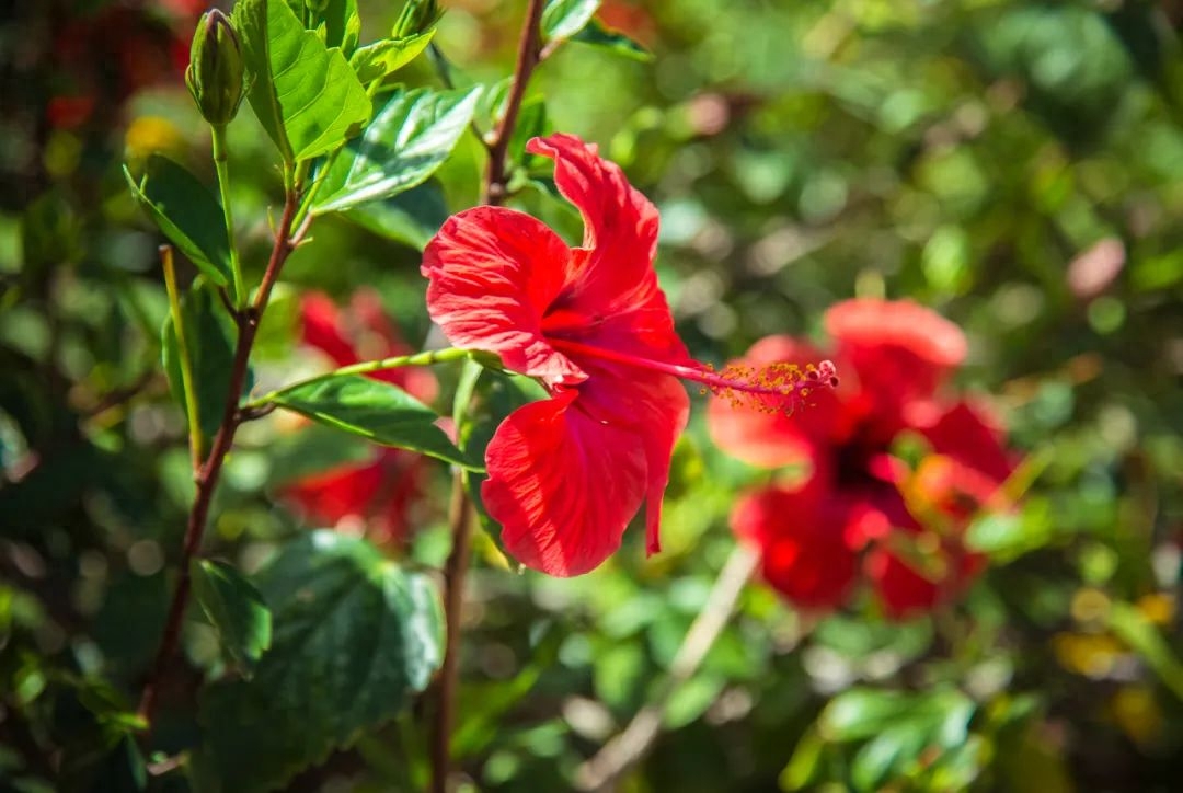 秋花经典的古诗大全（10首秋花诗词）