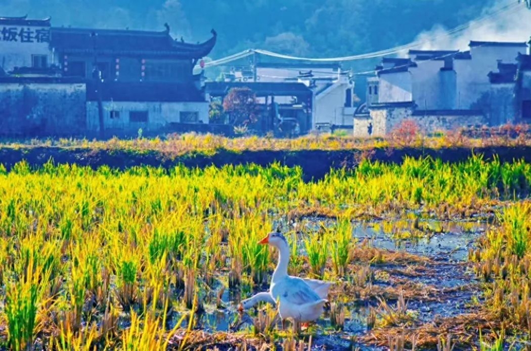 秋日经典古诗有哪些（10首秋日五言诗）